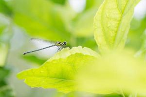 water laten vallen en groen blad structuur achtergrond foto