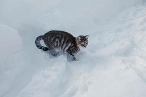 kat in sneeuw. gestreept kat jacht- in de sneeuw foto