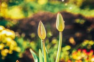 bloem tulp begint knoppen te bloeien. inspirerende natuurlijke bloemen lente of zomer bloeiende tuin of park achtergrond foto