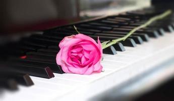 roze roos op een pianotoets