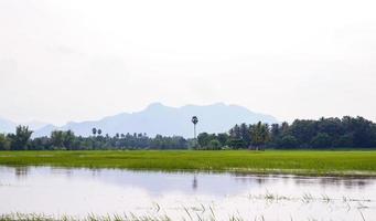 landelijk rijstveld velden overstroomd na dagen van zwaar regen. foto