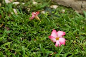 gras bloemen in de voorkant werf kijken gemakkelijk en mooi. foto