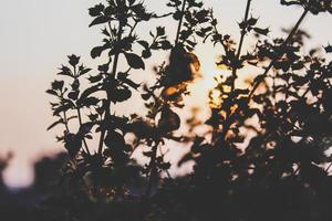 silhouetten van planten bij zonsondergang foto