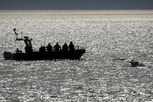 gebochelde walvis staart in de buurt dierenriem foto