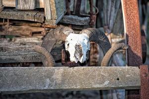 schapen schedel Aan ver west wagon foto