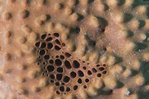 geel spons detail in raja ampat Papoea, Indonesië foto