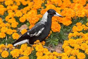 ekster in Australië Aan oranje bloesem gloeiend achtergrond foto