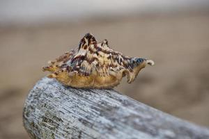 een oud schelp macro Aan zanderig strand foto