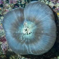 moeilijk koraal macro detail van raja ampat, Papoea Indonesië foto