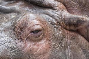 nijlpaard portret detailopname foto