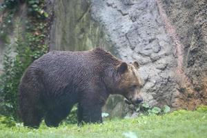 zwart grizzly bears foto