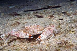 krab portret Aan zand onderwater- foto