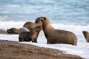 zee leeuw familie Aan de strand in Patagonië foto