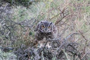 grijs uil portret terwijl op zoek Bij u in Patagonië foto