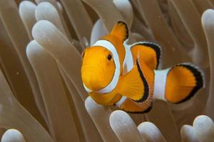 clown vis terwijl op zoek Bij u van anemoon foto