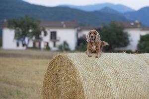 cocker spaniel hond op zoek Bij u foto