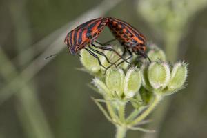 rood en zwart kever insecten foto