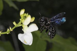 zwart horzel terwijl zuigen stuifmeel foto