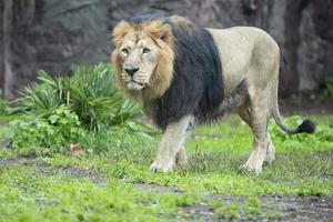mannelijke leeuw wandelen foto