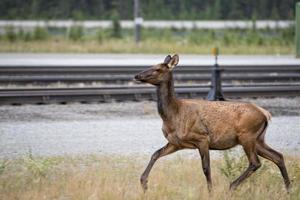 elanden herten in de buurt spoorweg station in rotsachtig bergen foto