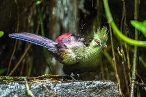 tropisch vogel onder de regen foto