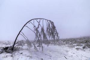 eenzaam winter boom foto