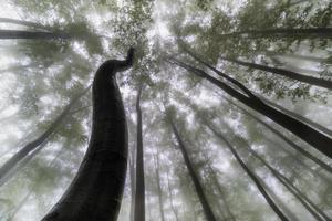 zomertijd bomen kroon foto