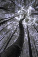 herfst tijd bomen kroon foto