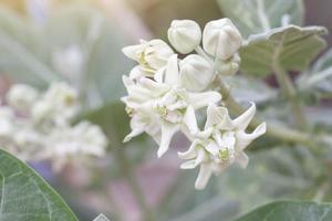 wit kroon bloemen of calotropis giantea met zonlicht in de tuin Aan vervagen natuur achtergrond. foto