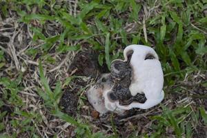 wit wild champignons groeit van nature Aan de gazon in de park. foto