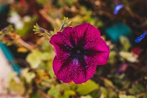 macro foto van rood bloem