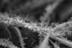 ijs Kristallen in zwart en wit, Aan een blad van gras in winter. dichtbij omhoog foto