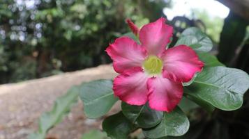 roze woestijn roos bloem in tuin foto