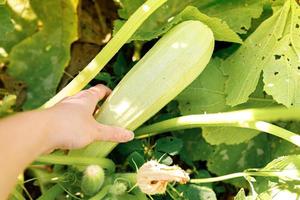 tuinieren en landbouw concept. vrouwelijke landarbeider hand oogst groene verse rijpe biologische courgette in de tuin. veganistische vegetarische zelfgekweekte voedselproductie. vrouw die courgettepompoen plukt. foto