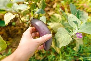 tuinieren en landbouw concept. vrouwelijke landarbeider hand oogst paarse verse rijpe biologische aubergine in de tuin. veganistische vegetarische zelfgekweekte voedselproductie. vrouw die aubergine-brinj plukt. foto