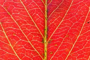 detailopname herfst vallen extreem macro structuur visie van rood oranje groen hout vel boom blad gloed in zon achtergrond. inspirerend natuur oktober of september behang. verandering van seizoenen concept. foto