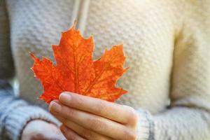 detailopname natuurlijk herfst vallen visie vrouw handen Holding rood oranje esdoorn- blad Aan park achtergrond. inspirerend natuur oktober of september behang. verandering van seizoenen concept. foto