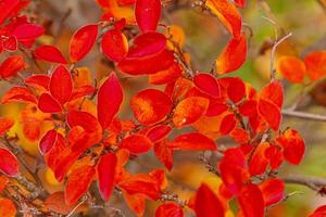 close-up natuurlijke herfst herfst weergave van rood oranje blad op onscherpe achtergrond in tuin of park selectieve aandacht. inspirerende natuur oktober of september behang. verandering van seizoenen concept foto
