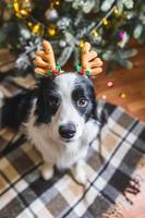 grappig portret van schattige puppy hond border collie dragen kerst kostuum herten hoorns hoed in de buurt van kerstboom thuis binnenshuis achtergrond. voorbereiding op vakantie. gelukkig vrolijk kerstfeestconcept. foto