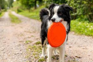 buiten portret van schattige grappige puppy hondje border collie speelgoed in de lucht vangen. hond spelen met vliegende schijf. sportactiviteit met hond in park buiten. foto