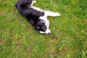 outdoor portret van schattige lachende puppy border collie liggend op gras park achtergrond. hondje met grappig gezicht in zonnige zomerdag buitenshuis. dierenverzorging en grappig dierenleven concept foto