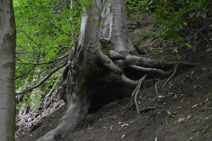 lelijk boom Aan een heuvel in de bossen foto