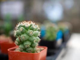 een dichtbij omhoog van een cactus Aan een wazig achtergrond foto