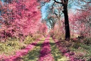 mooi Purper infrarood landschap in hoog resolutie foto