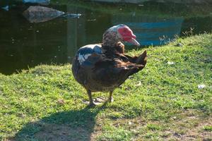 huiselijk dieren Aan een boerderij gedurende de zomer seizoen foto