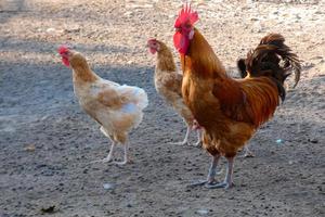 vrije uitloop hanen en kippen Aan een boerderij foto