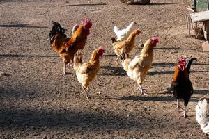 vrije uitloop hanen en kippen Aan een boerderij foto