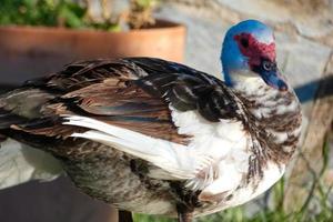 huiselijk dieren Aan een boerderij gedurende de zomer seizoen foto