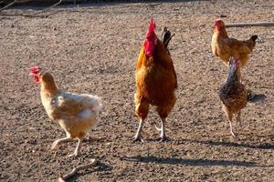 vrije uitloop hanen en kippen Aan een boerderij foto