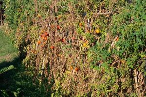 tomaten en tomaat planten in een stedelijk tuin foto